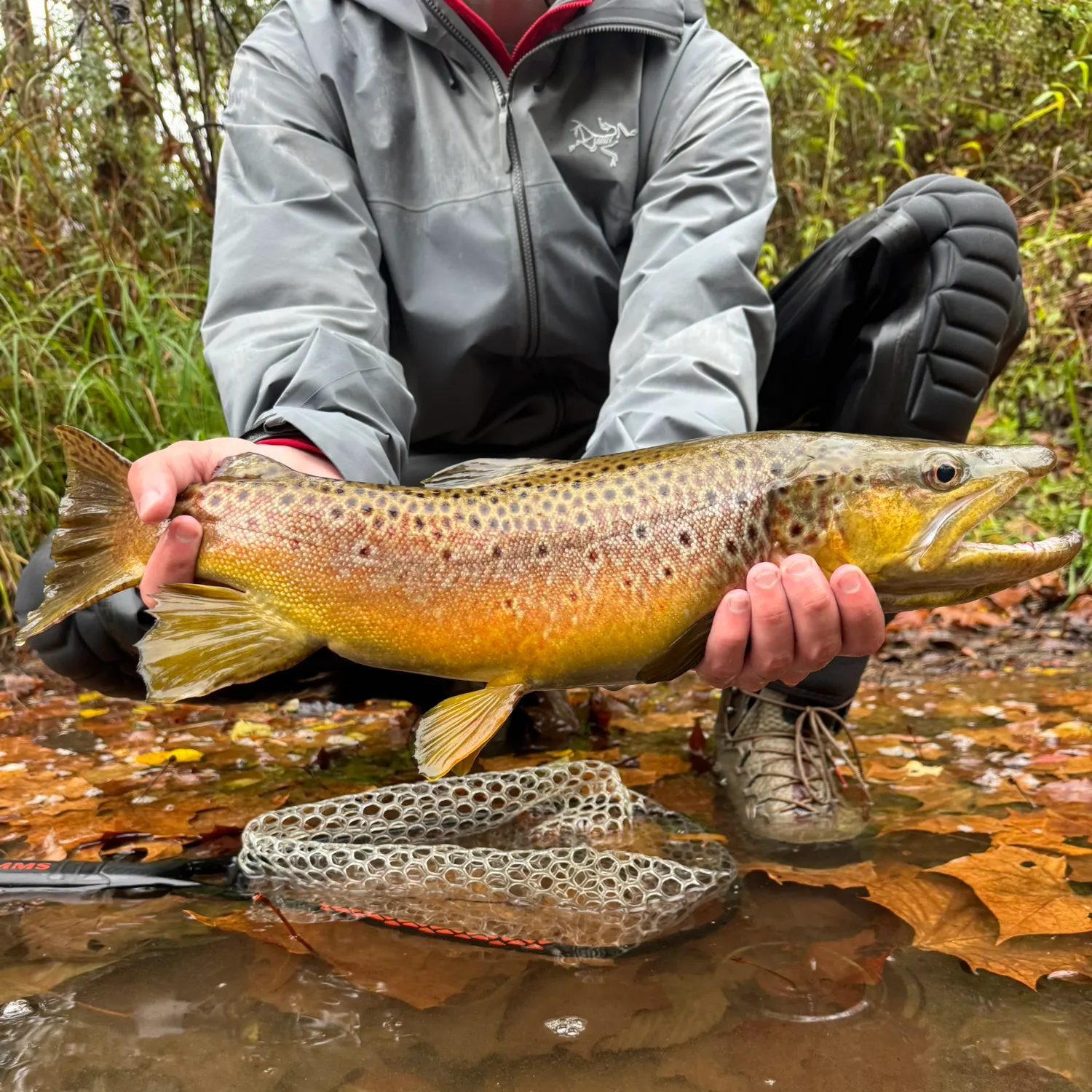 Brown trout caught on Fishbrain