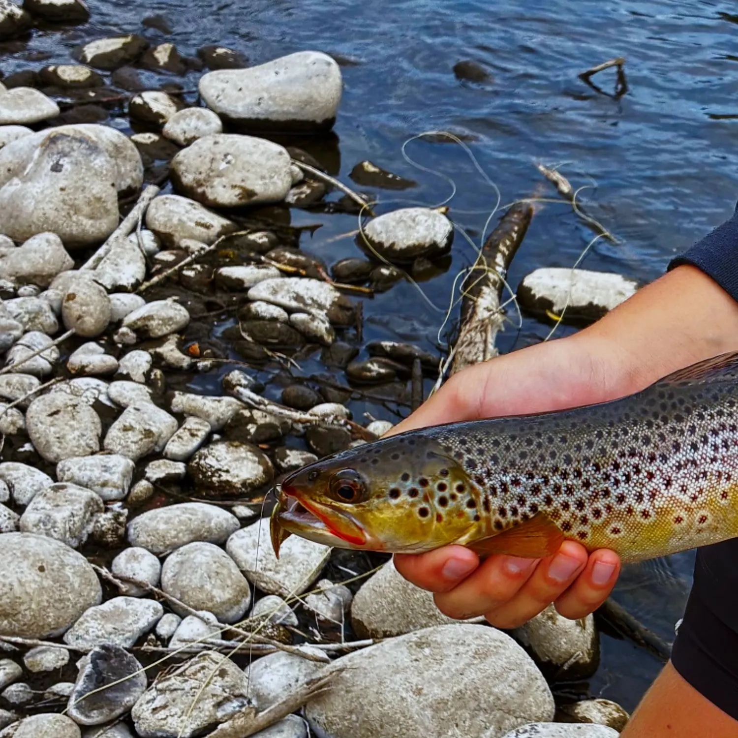 Brown trout caught on Fishbrain