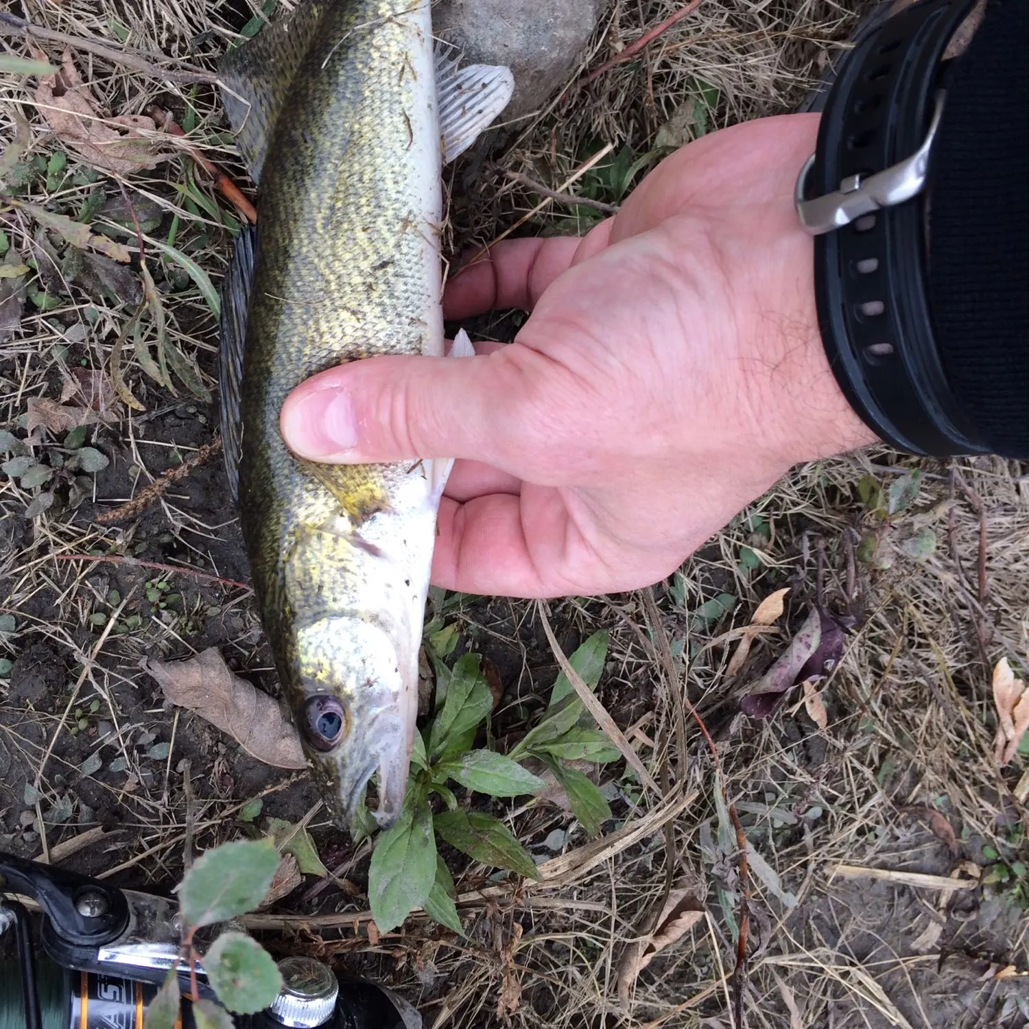 Walleye caught on Fishbrain