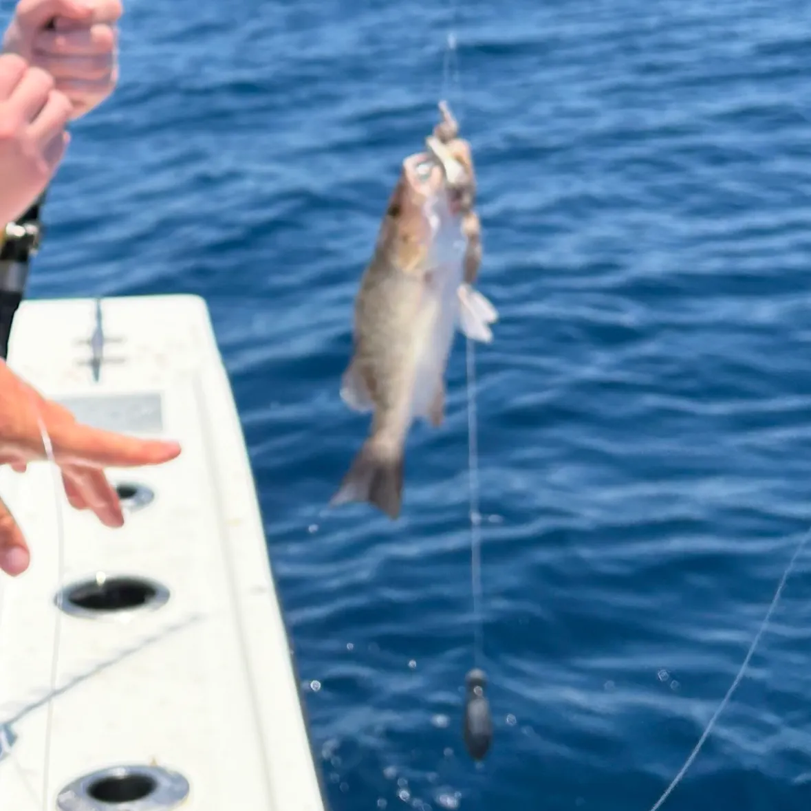 The most recent Mahogany snapper catches on Fishbrain