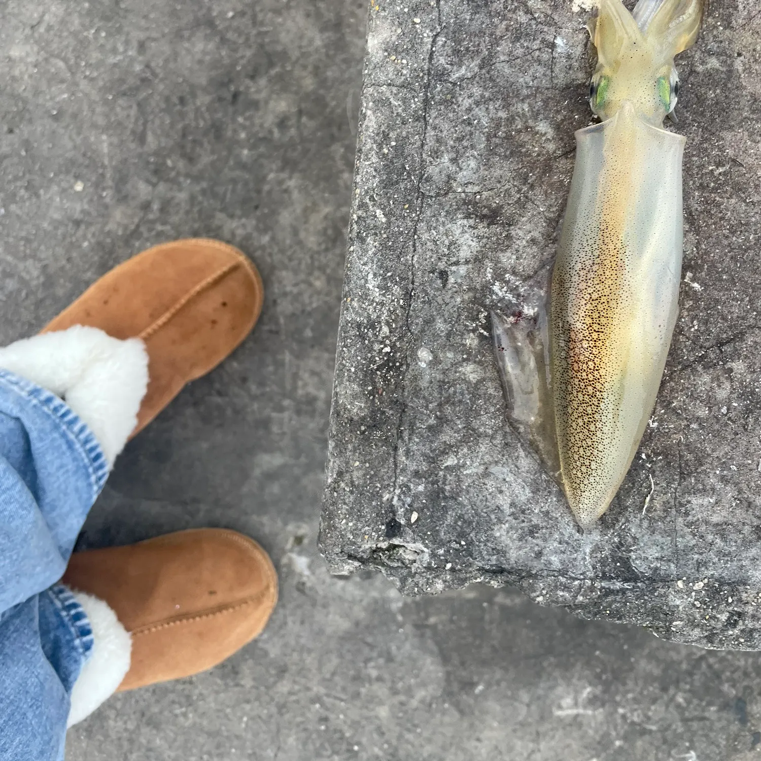 Southern calamari caught on Fishbrain