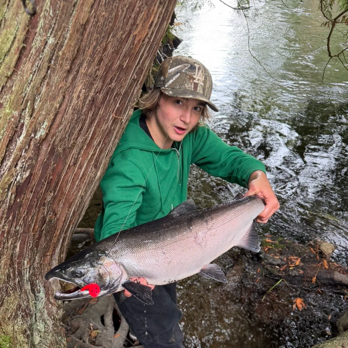 Coho salmon caught on Fishbrain