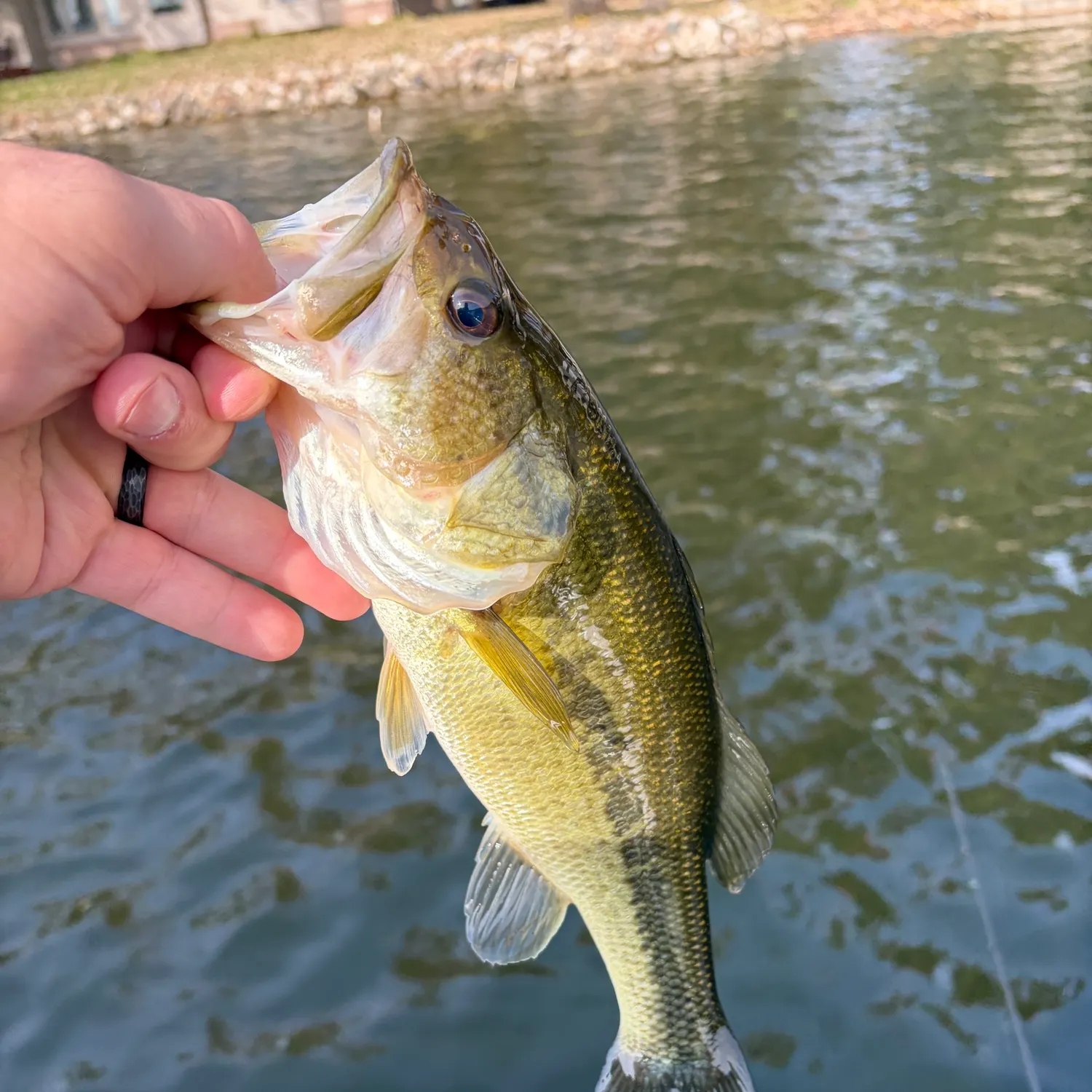Largemouth bass caught on Fishbrain