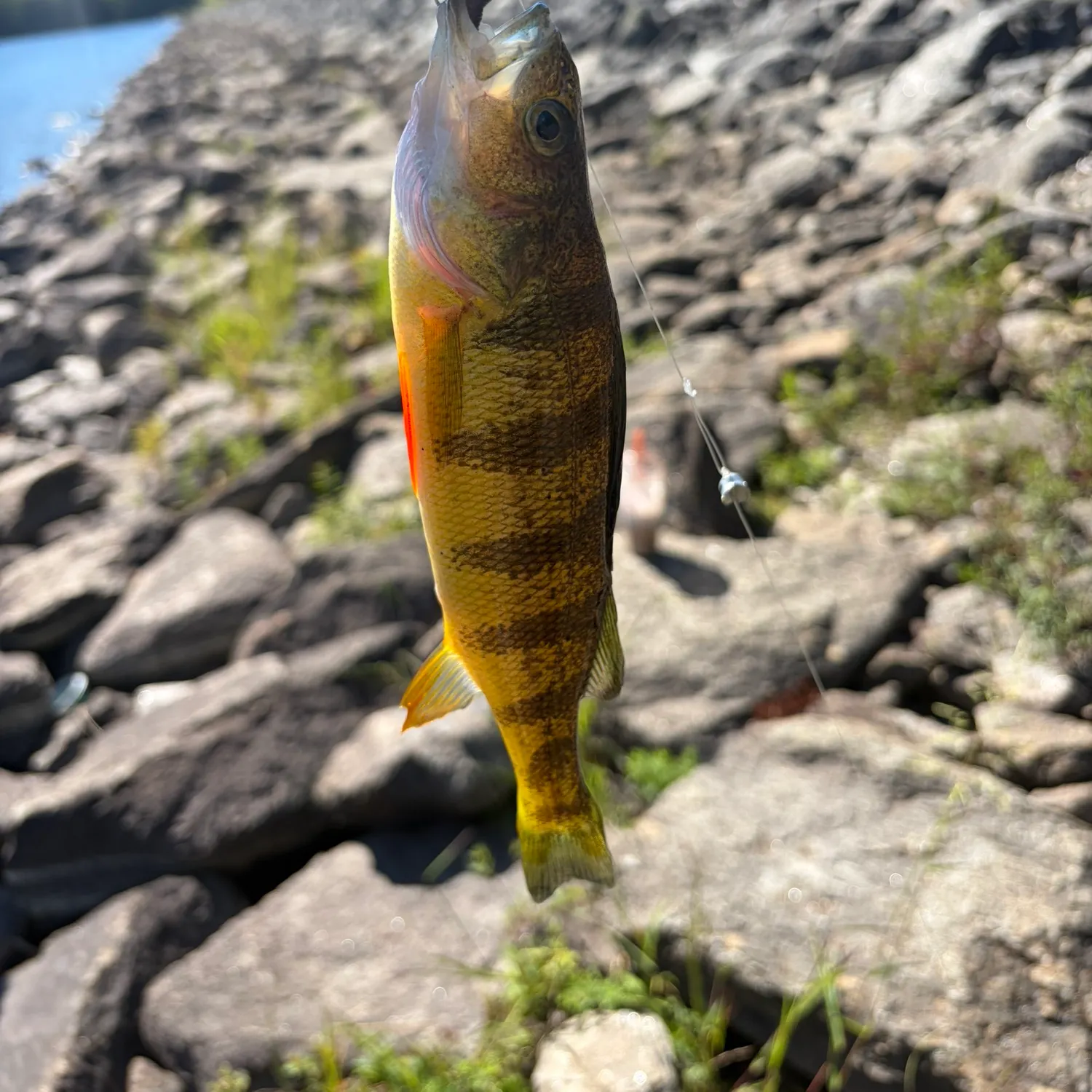 Yellow perch caught on Fishbrain