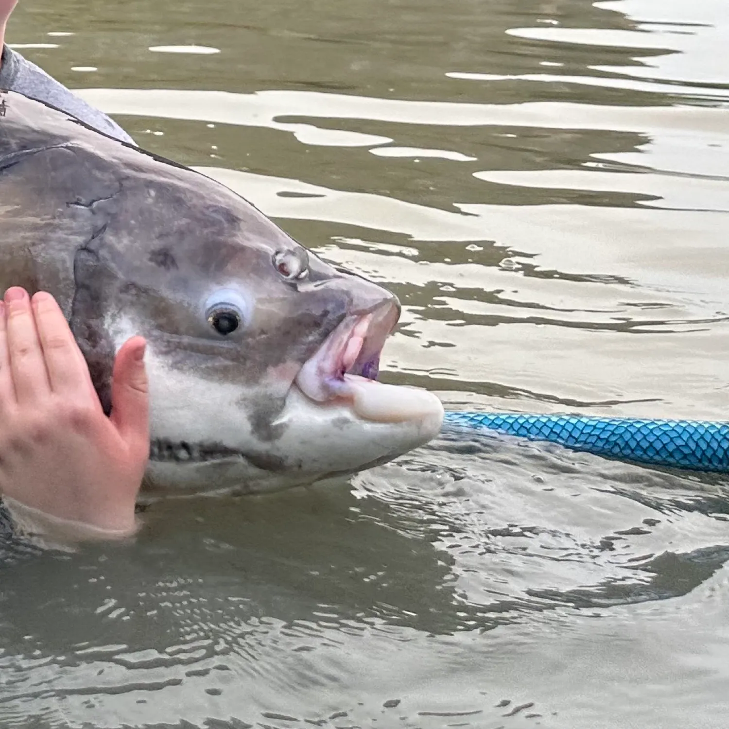 most liked catch image