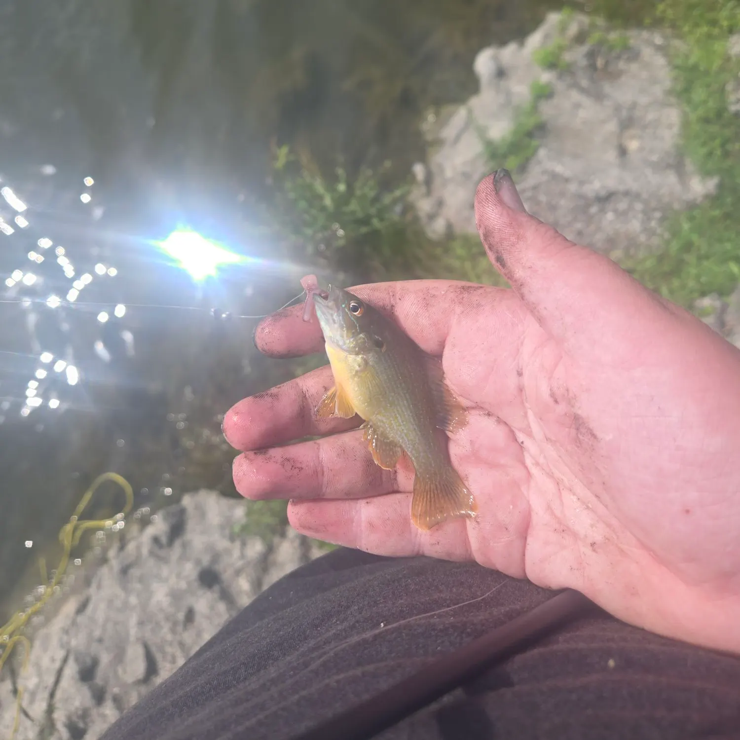 Green sunfish caught on Fishbrain