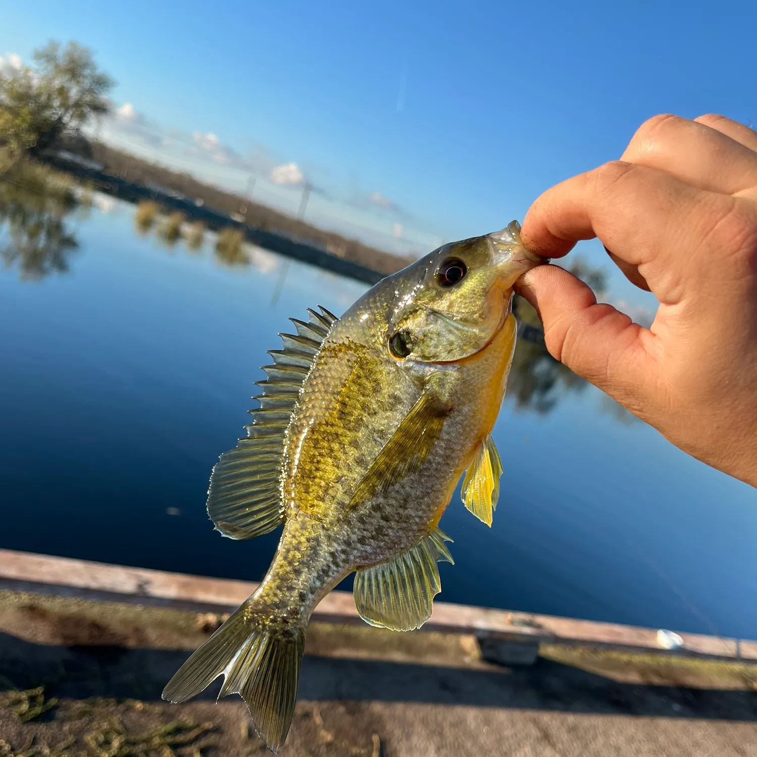 The most recent Redear sunfish catches on Fishbrain