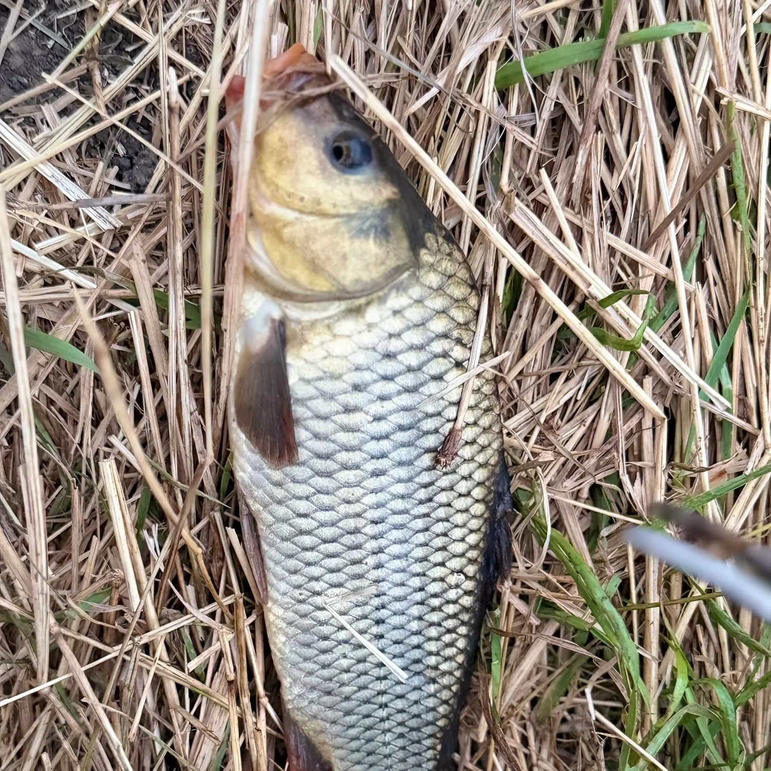 Common carp caught on Fishbrain