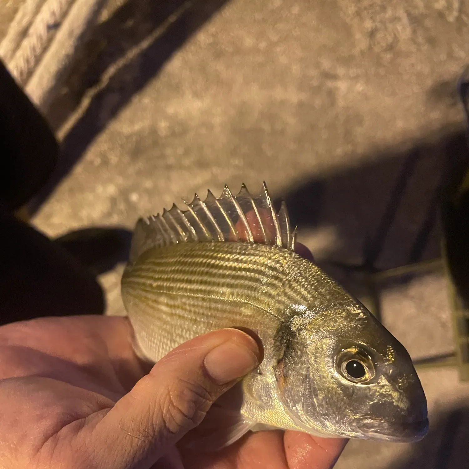 The most recent Gilthead seabream catches on Fishbrain