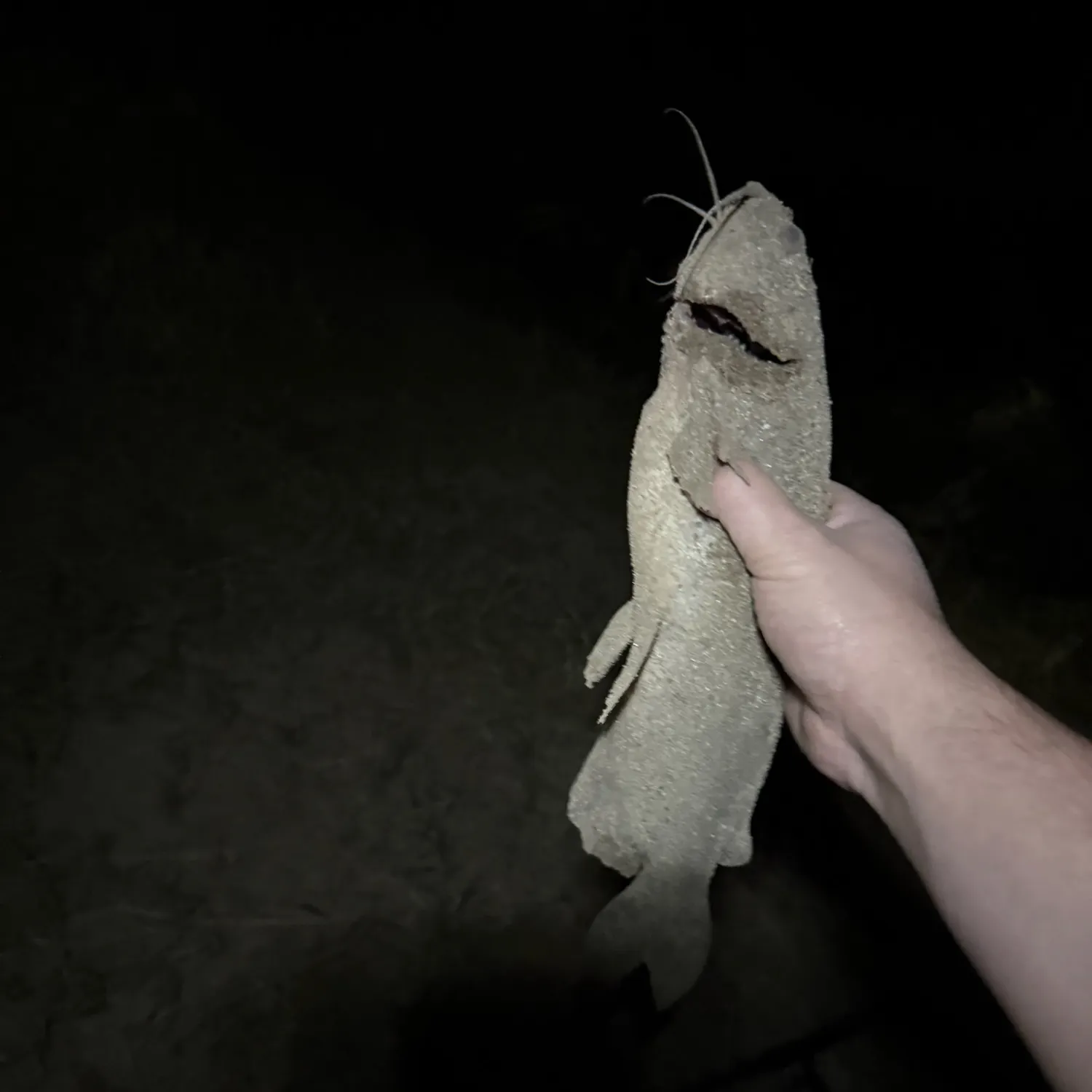 Channel catfish caught on Fishbrain