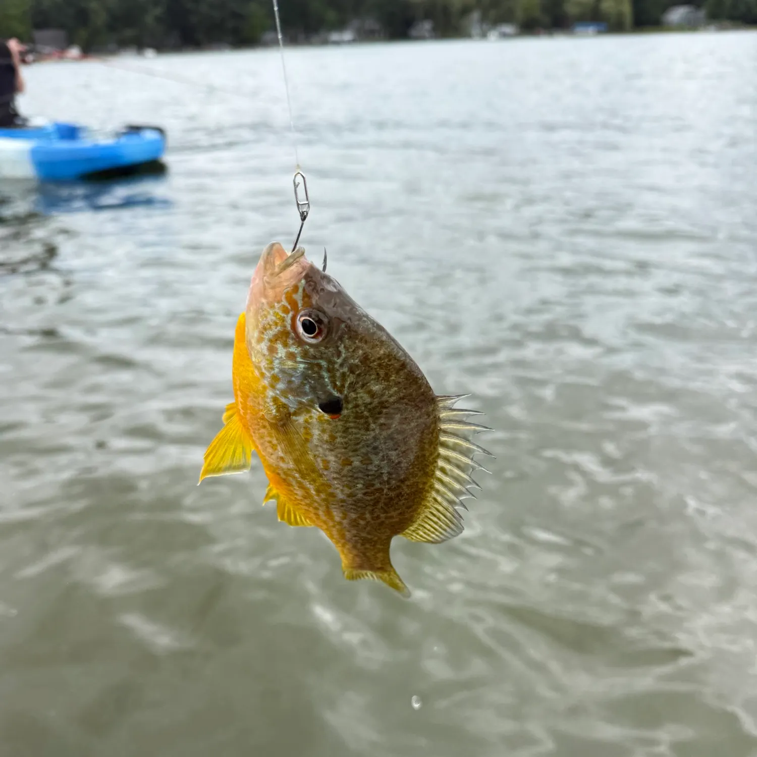Bluegill caught on Fishbrain
