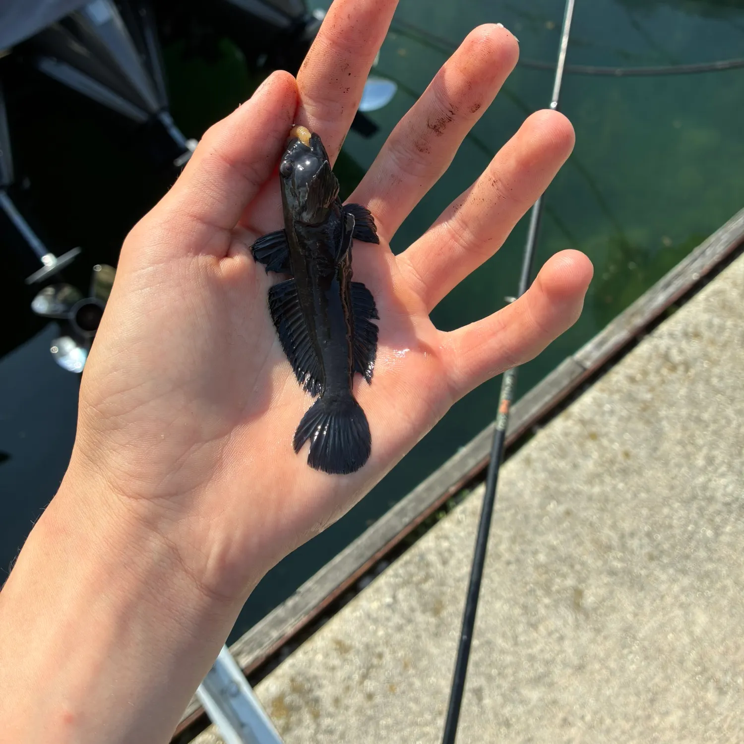 The most recent Round goby catches on Fishbrain