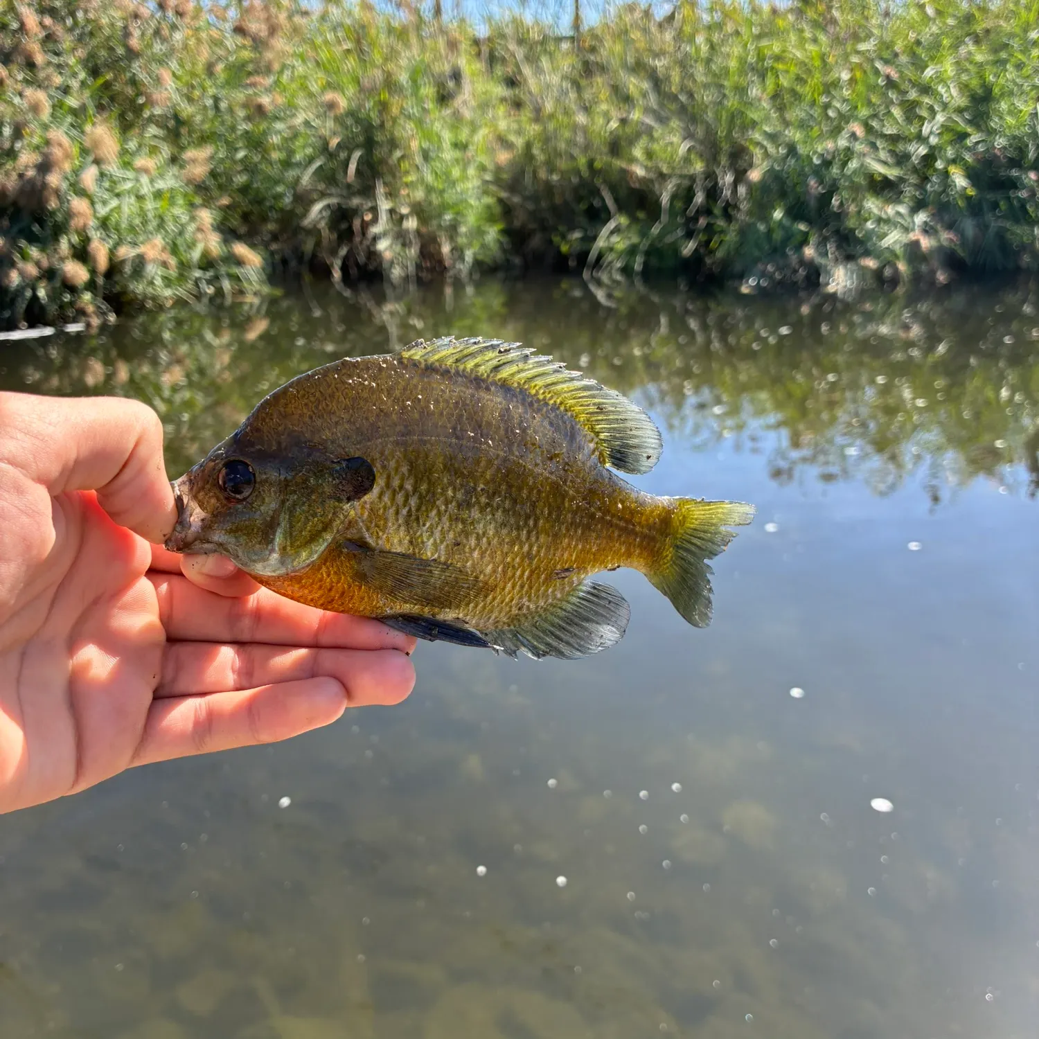 Bluegill caught on Fishbrain