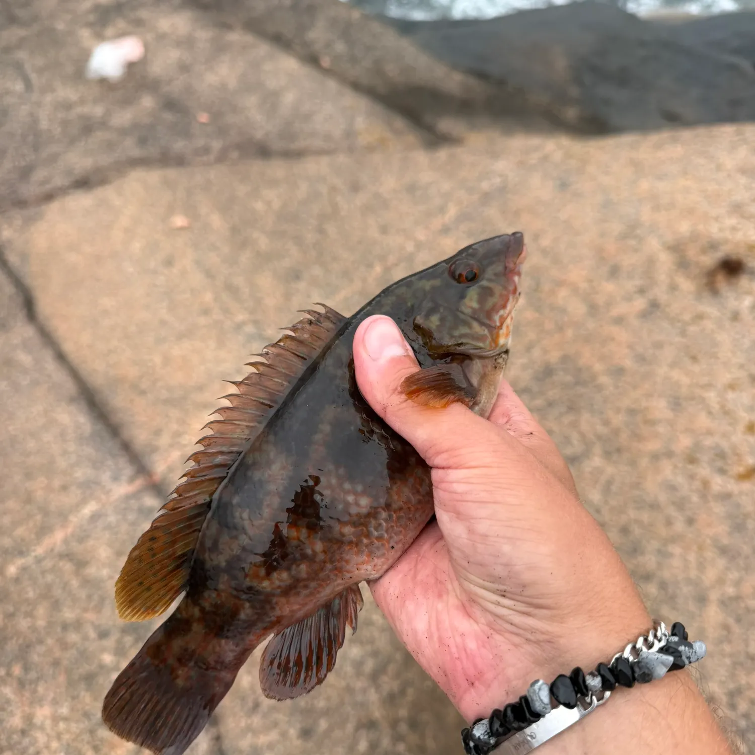 Ballan wrasse caught on Fishbrain
