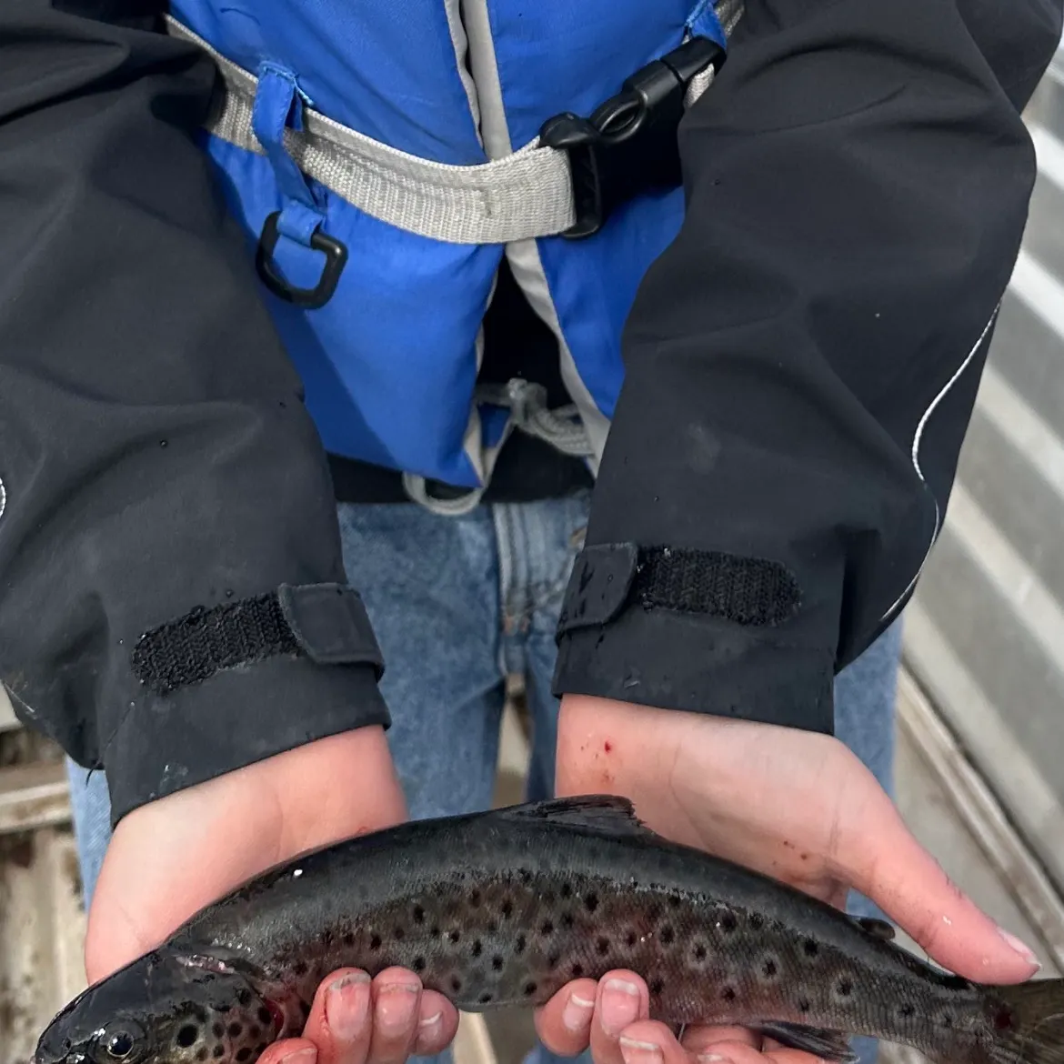 Lake trout caught on Fishbrain