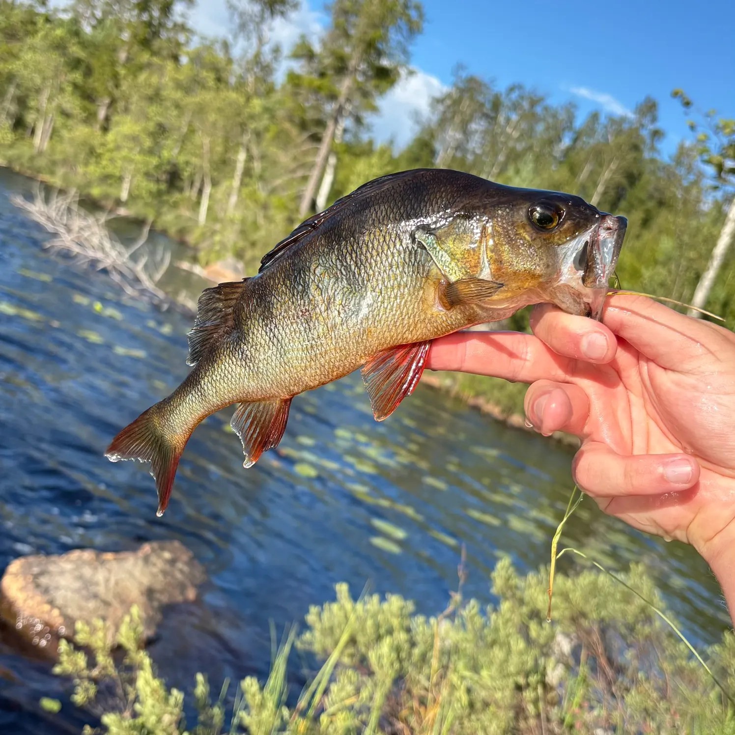 European perch caught on Fishbrain