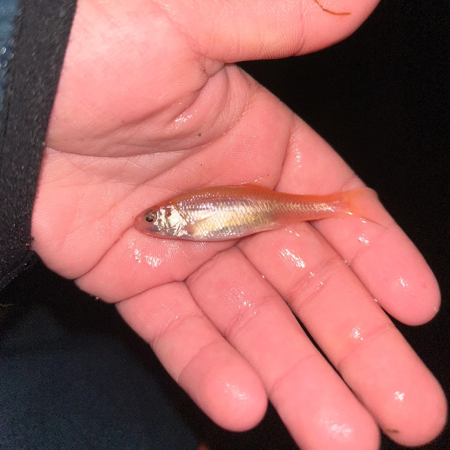 The most recent Fathead minnow catches on Fishbrain