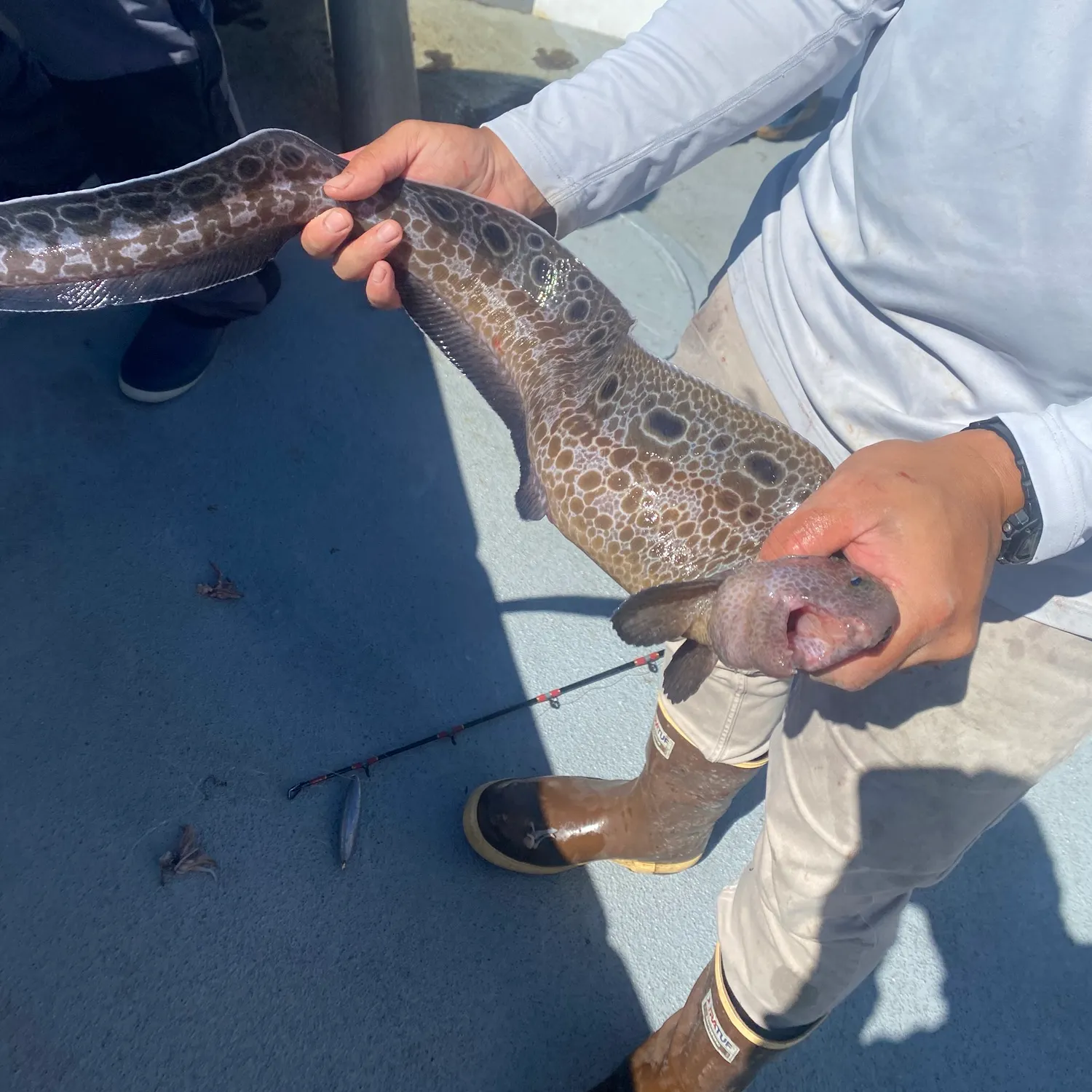 The most recent Wolf-eel catches on Fishbrain