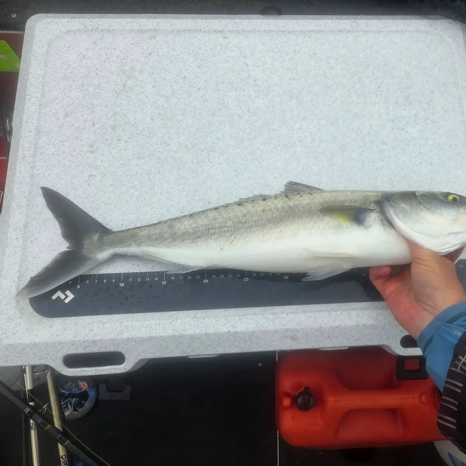 The most recent Eastern Australian salmon catches on Fishbrain