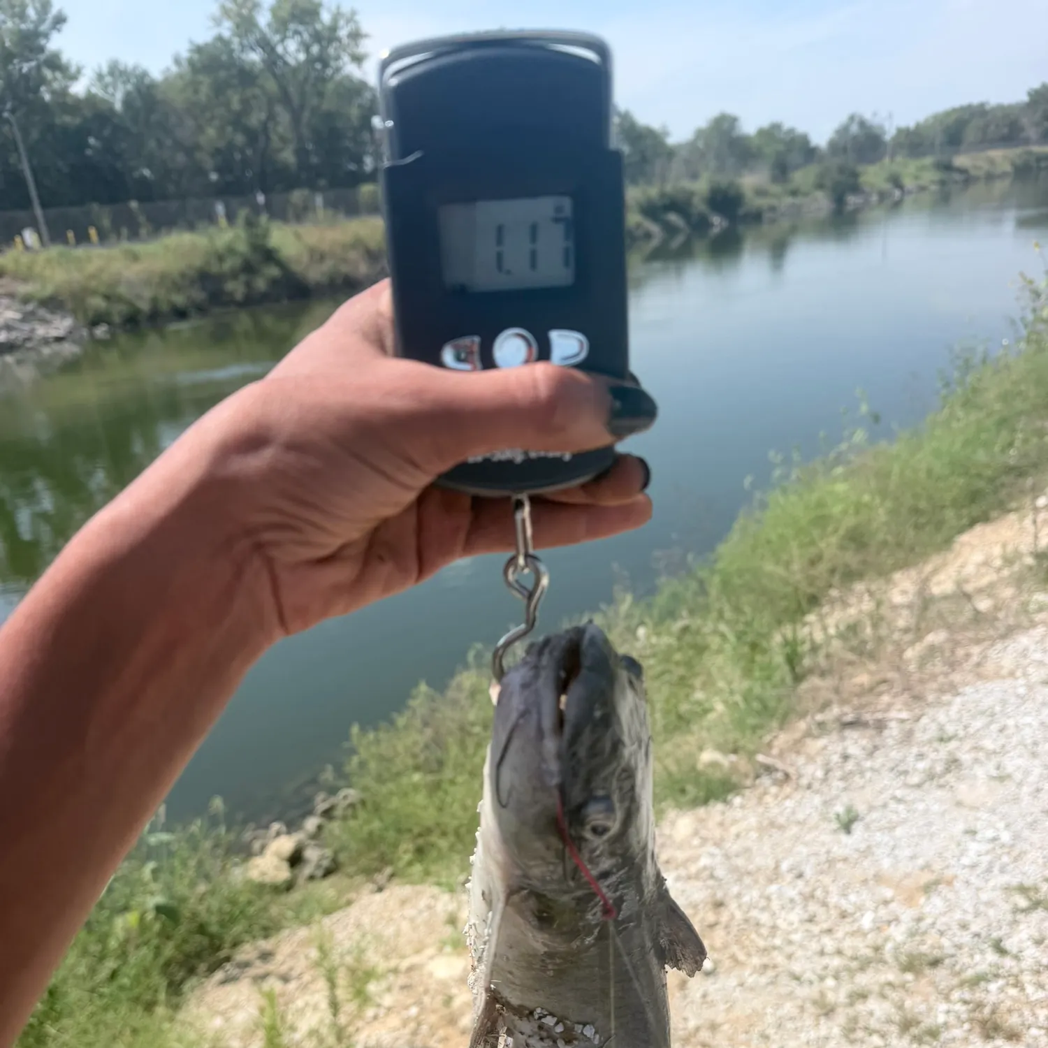 Fish caught on Fishbrain