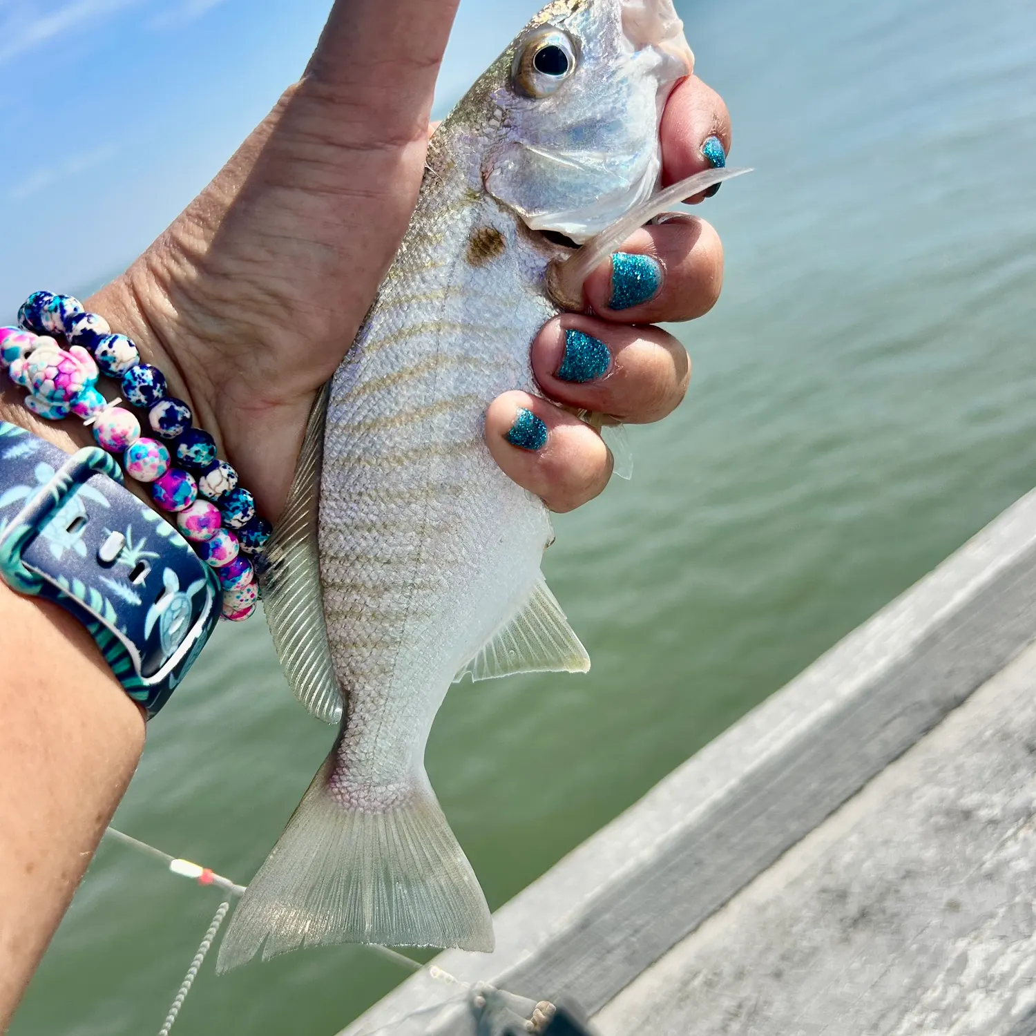 The most recent Spot croaker catches on Fishbrain