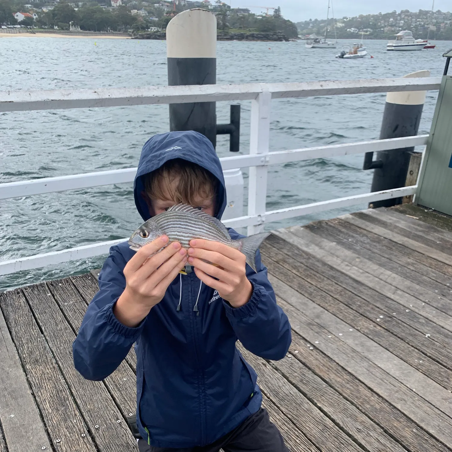 Surf bream caught on Fishbrain