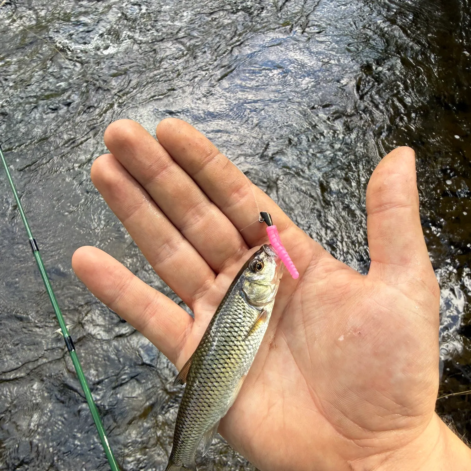 Fallfish caught on Fishbrain