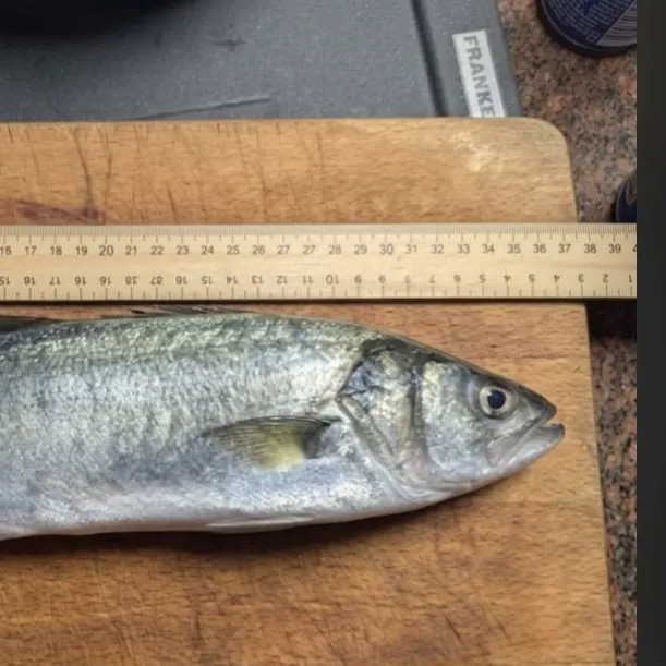 European seabass caught on Fishbrain