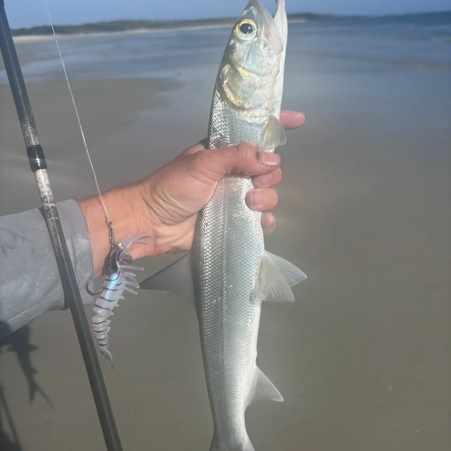 The most recent Ladyfish catches on Fishbrain