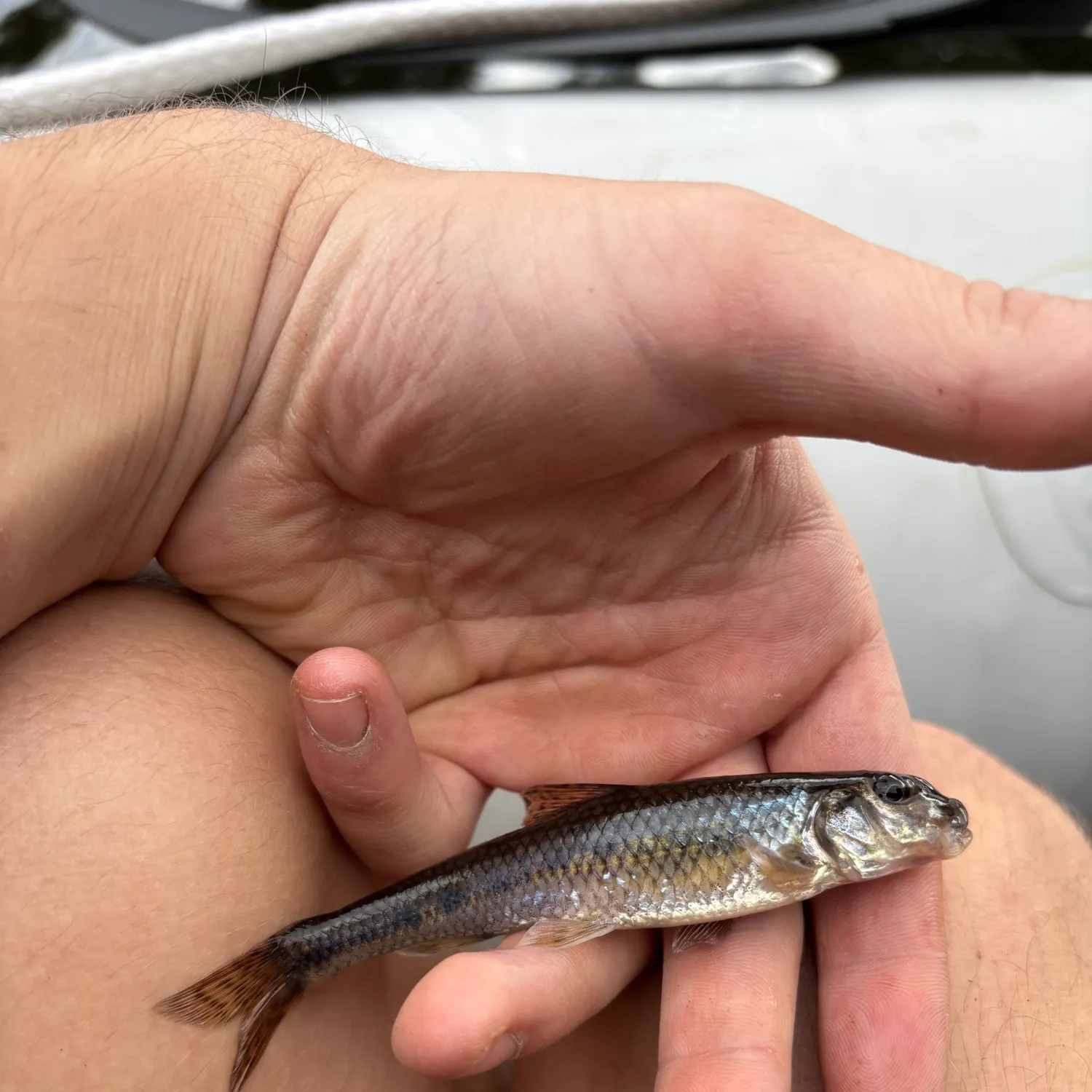 Gudgeon caught on Fishbrain
