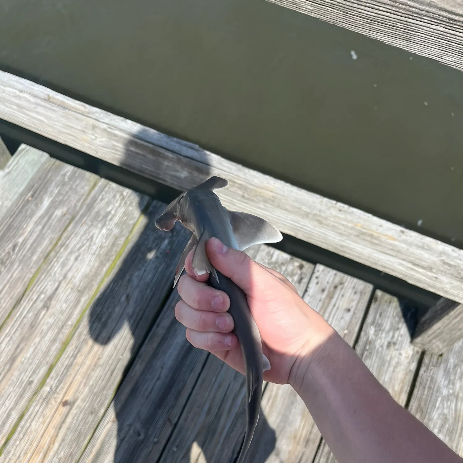 The most recent Bonnethead shark catches on Fishbrain