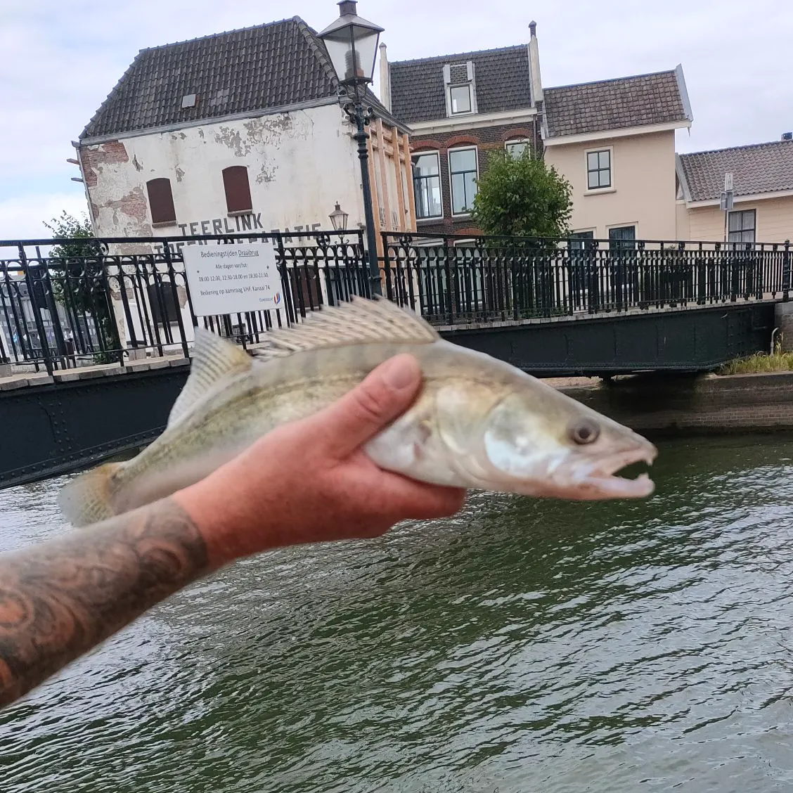 Zander caught on Fishbrain