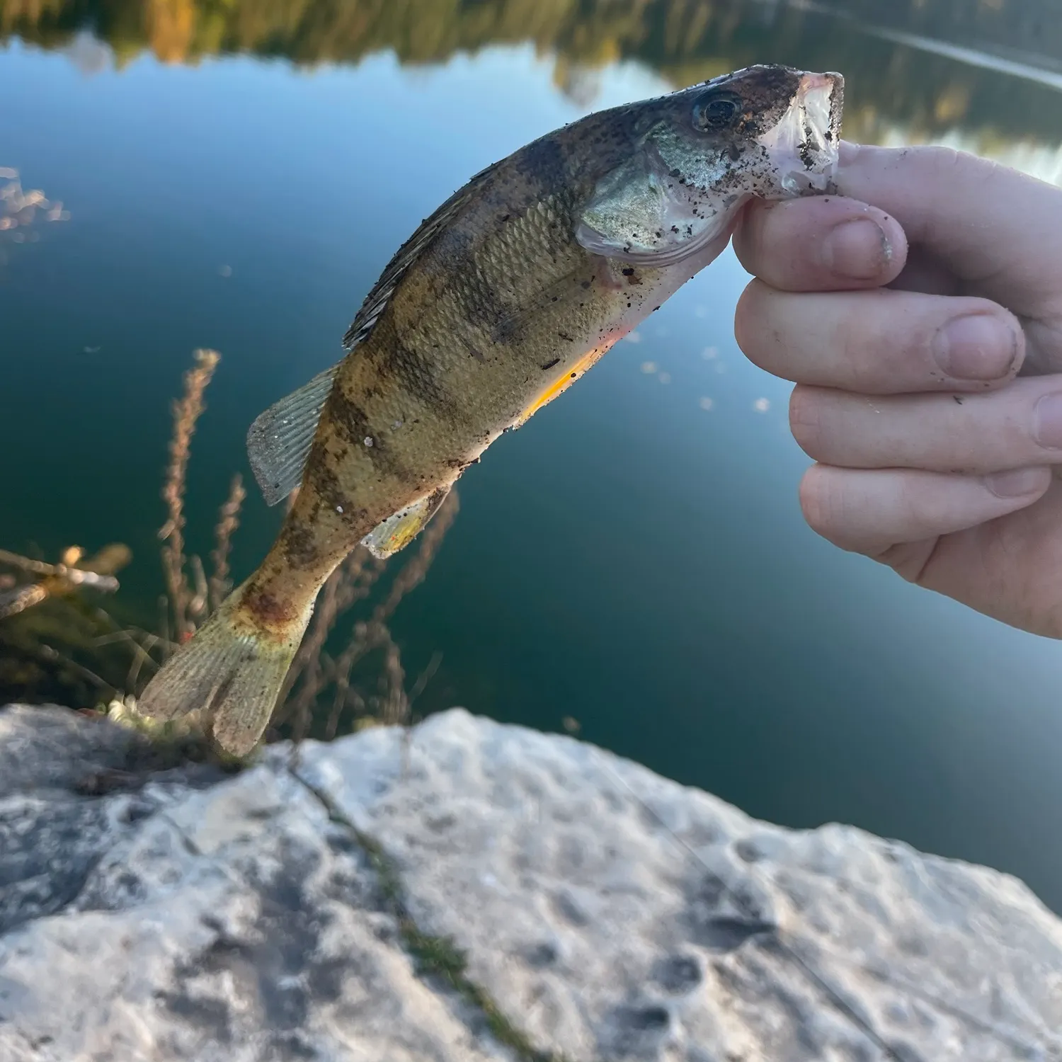 Yellow perch caught on Fishbrain