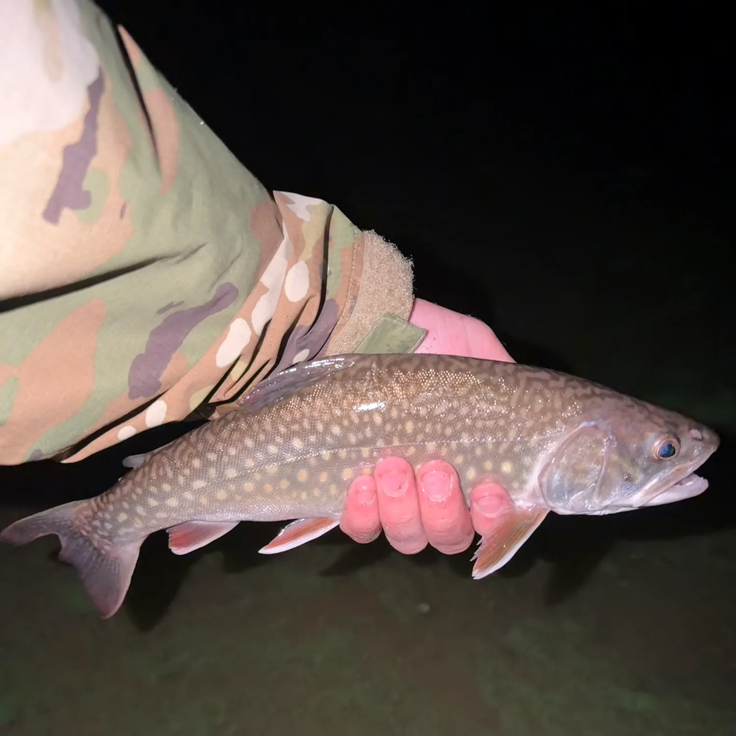Splake caught on Fishbrain