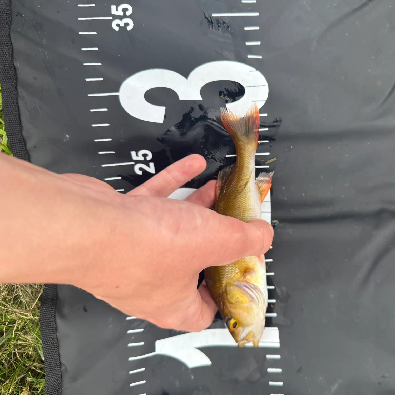 European perch caught on Fishbrain