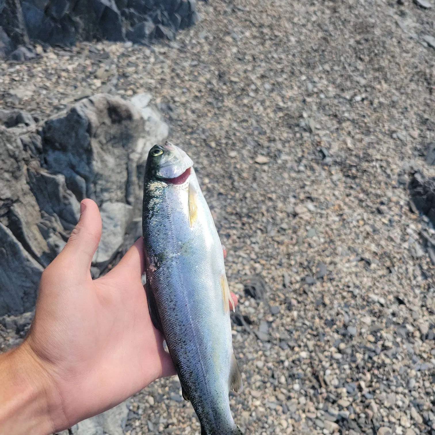 Rainbow trout caught on Fishbrain