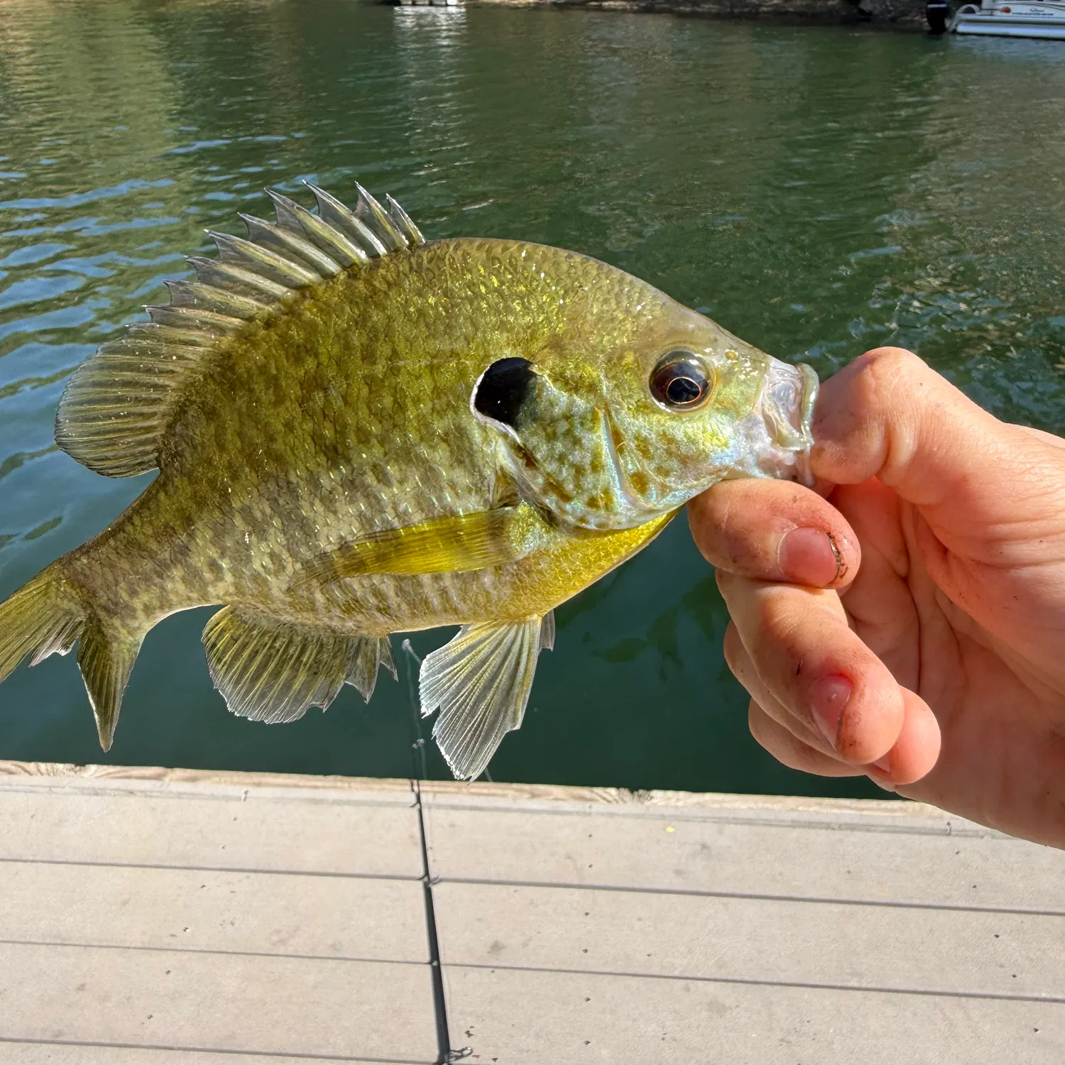 Bluegill caught on Fishbrain