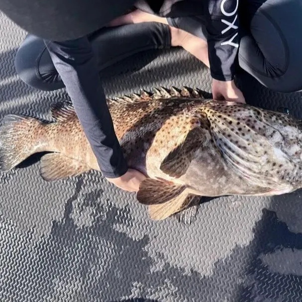 The most popular recent Black grouper catch on Fishbrain