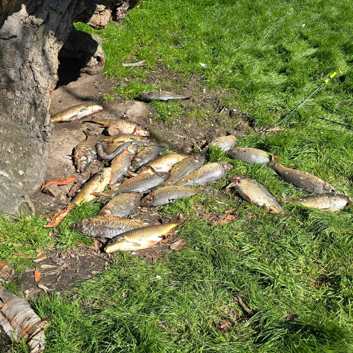 Common carp caught on Fishbrain