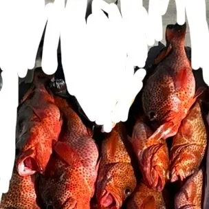The most recent Red hind grouper catches on Fishbrain