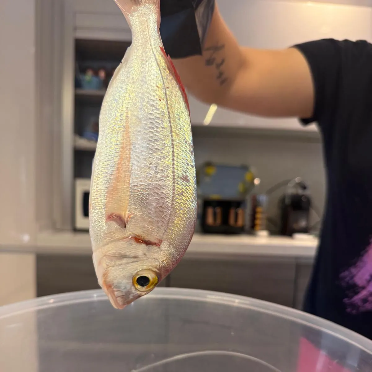 The most recent Common seabream catches on Fishbrain