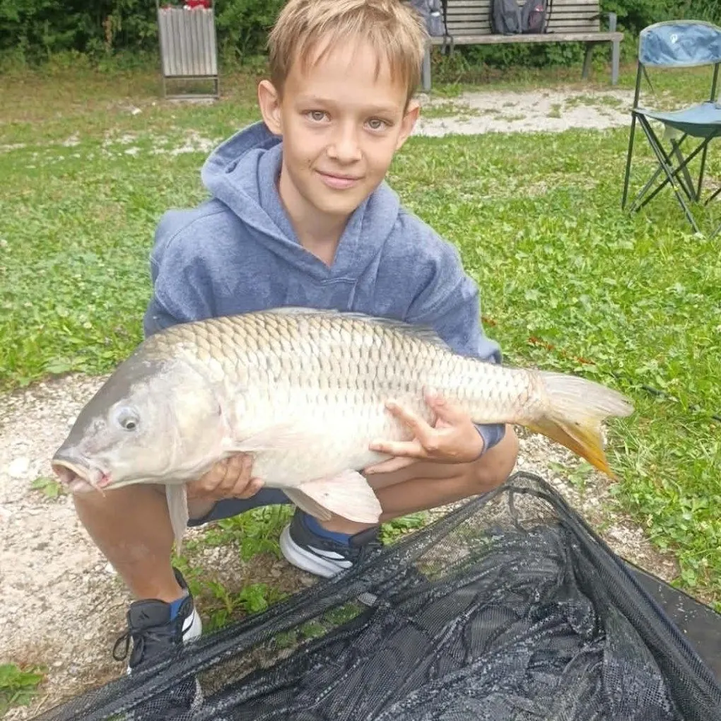 Common carp caught on Fishbrain