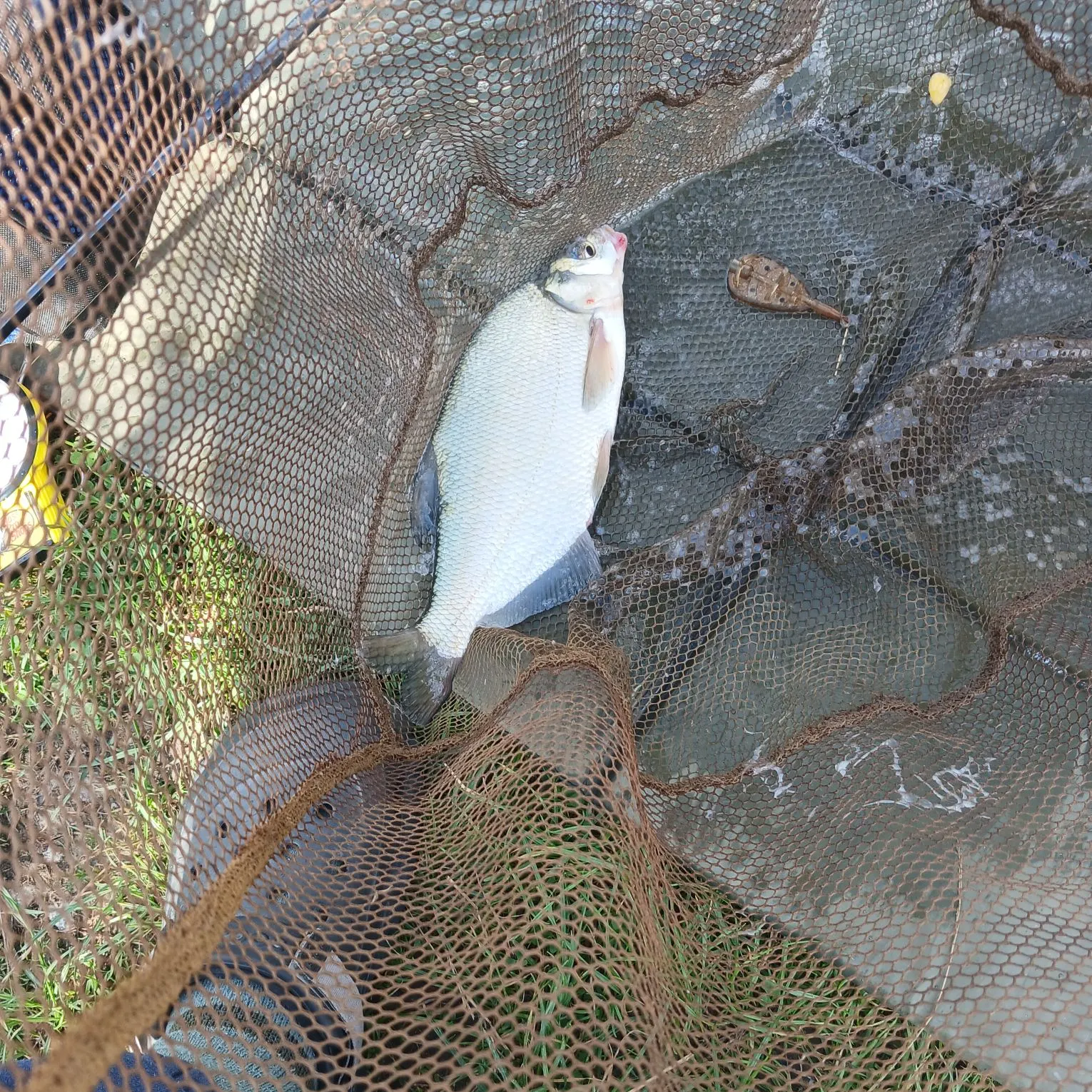 Common bream caught on Fishbrain