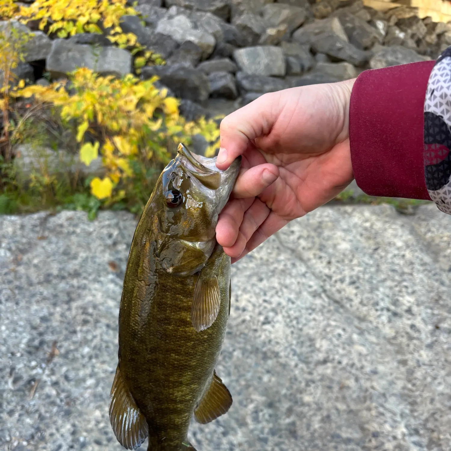 Smallmouth bass caught on Fishbrain