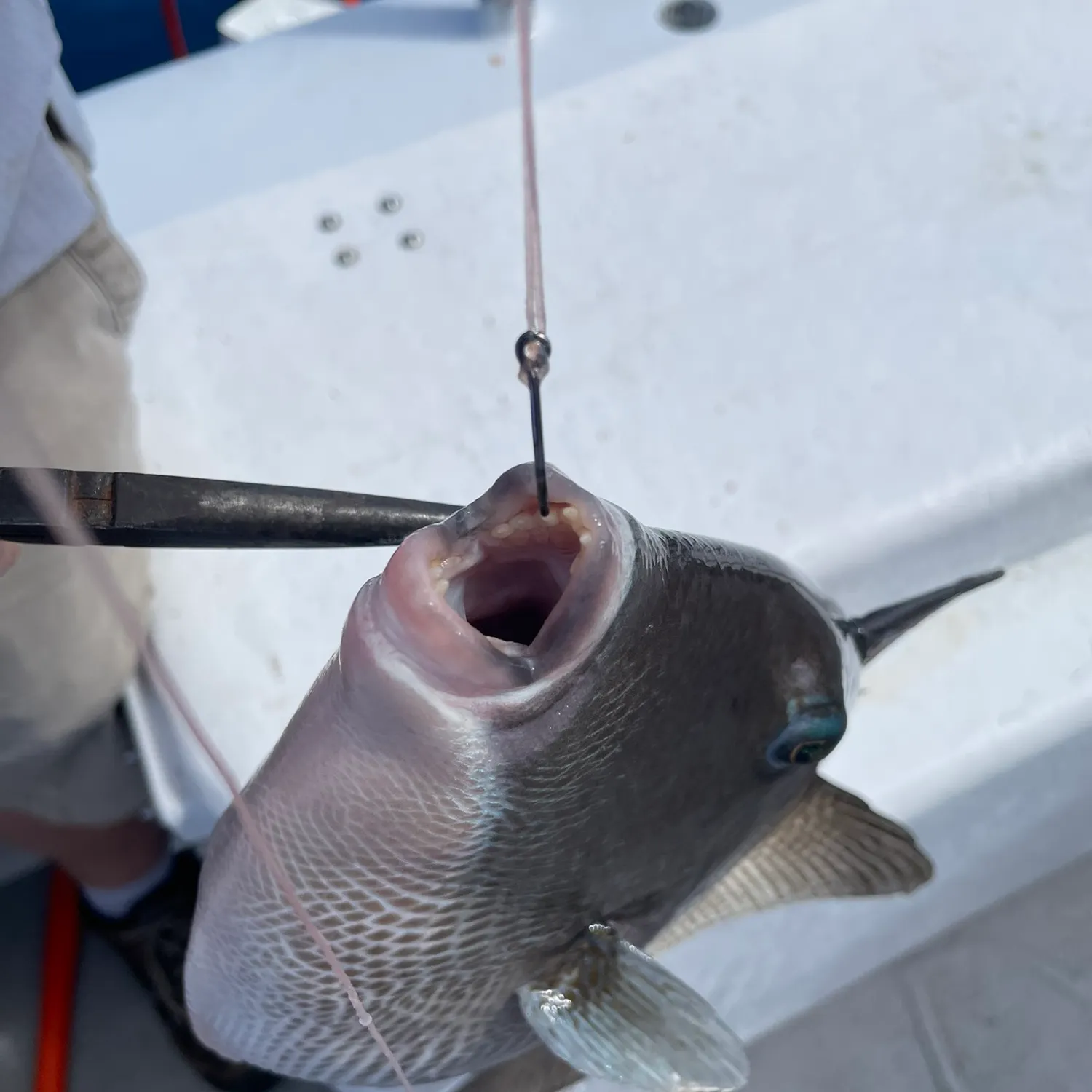 The most recent Grey triggerfish catches on Fishbrain