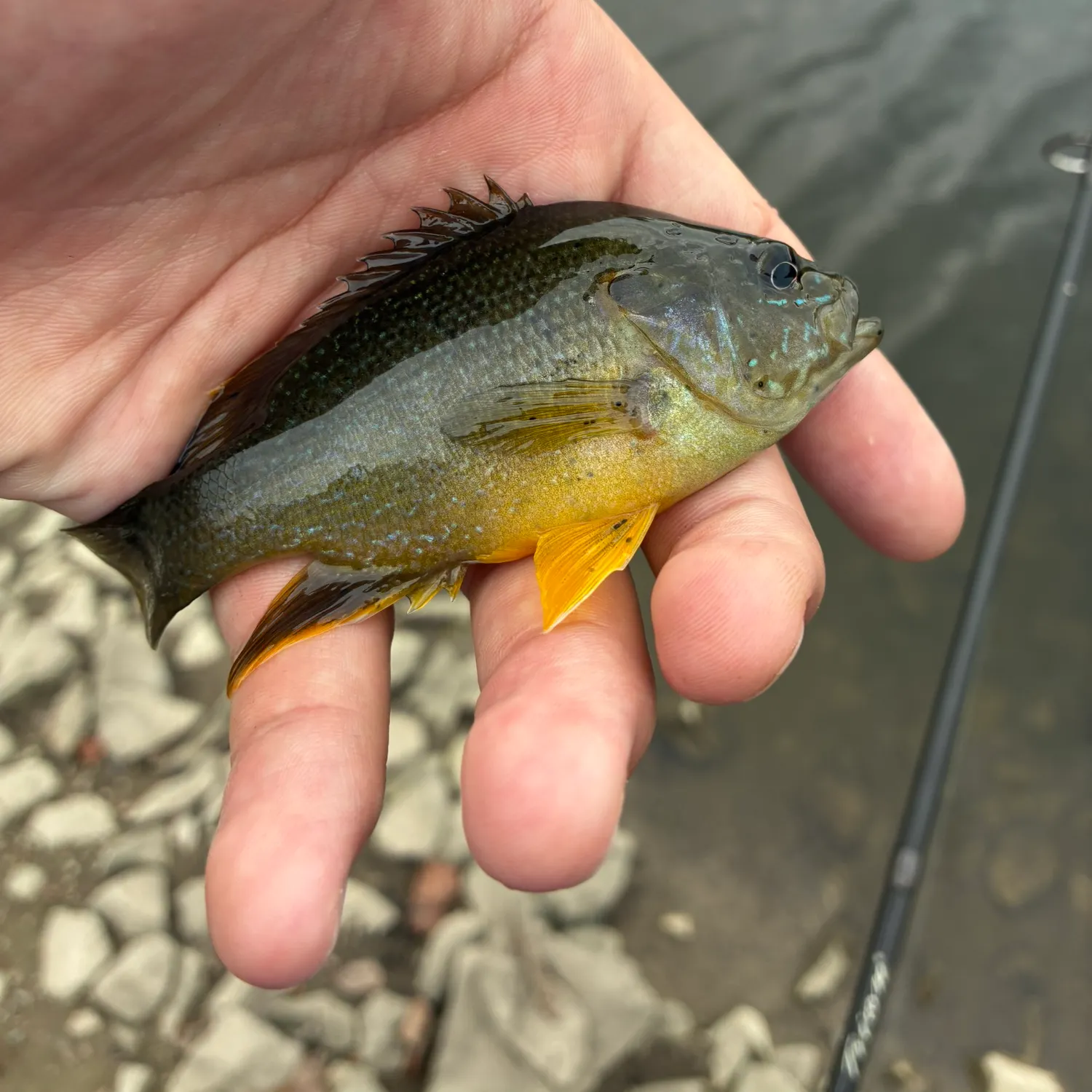 Green sunfish caught on Fishbrain