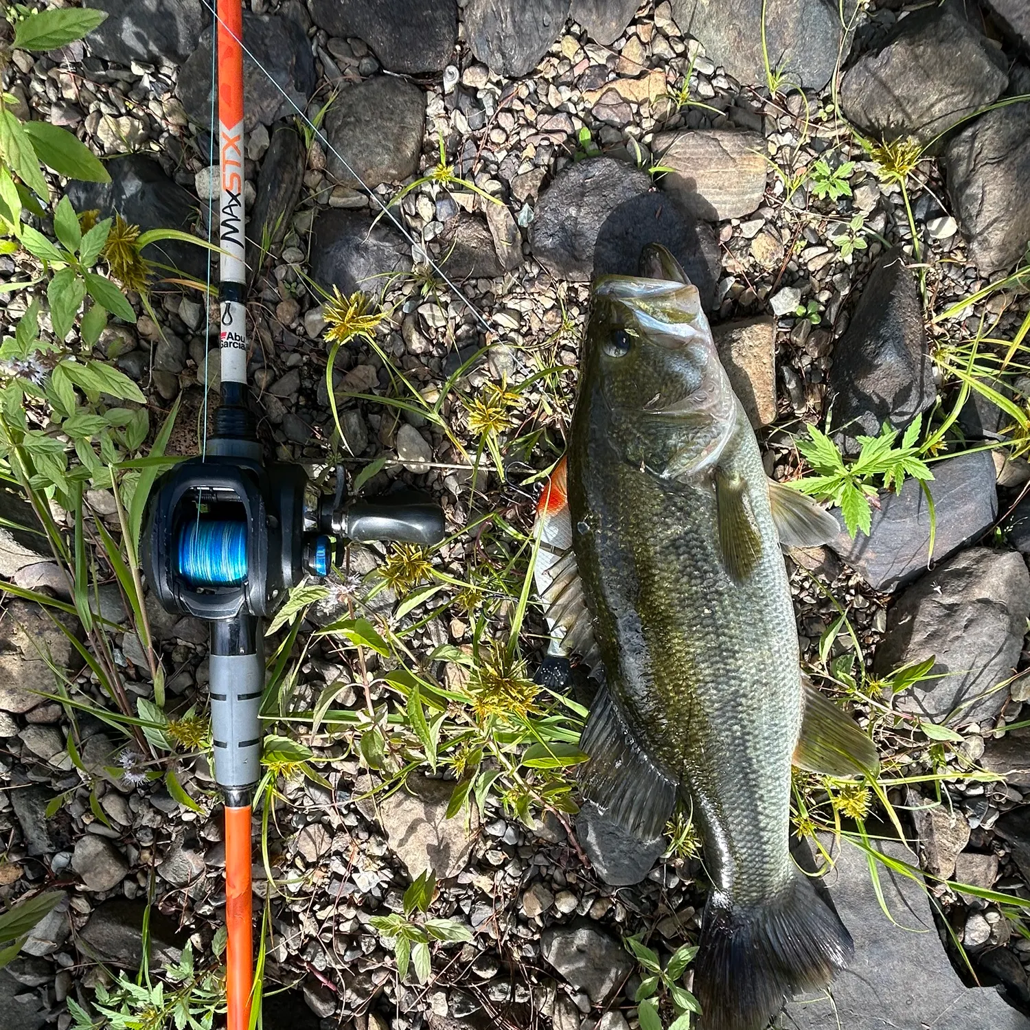 Largemouth bass caught on Fishbrain