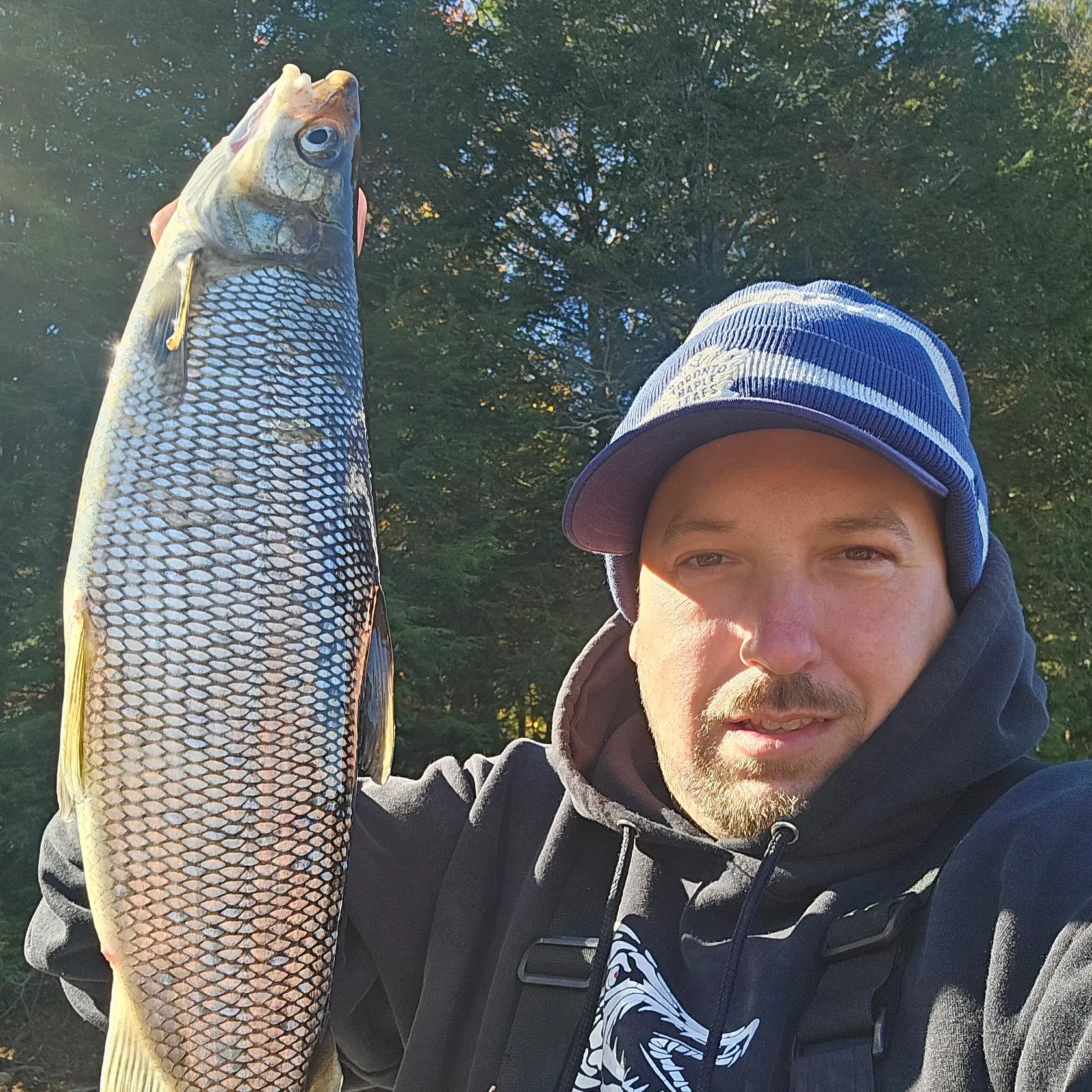 The most recent Lake whitefish catches on Fishbrain