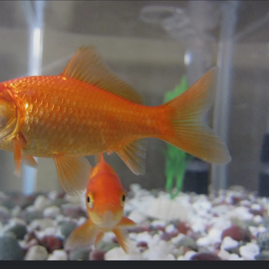 The most recent Great white shark catches on Fishbrain