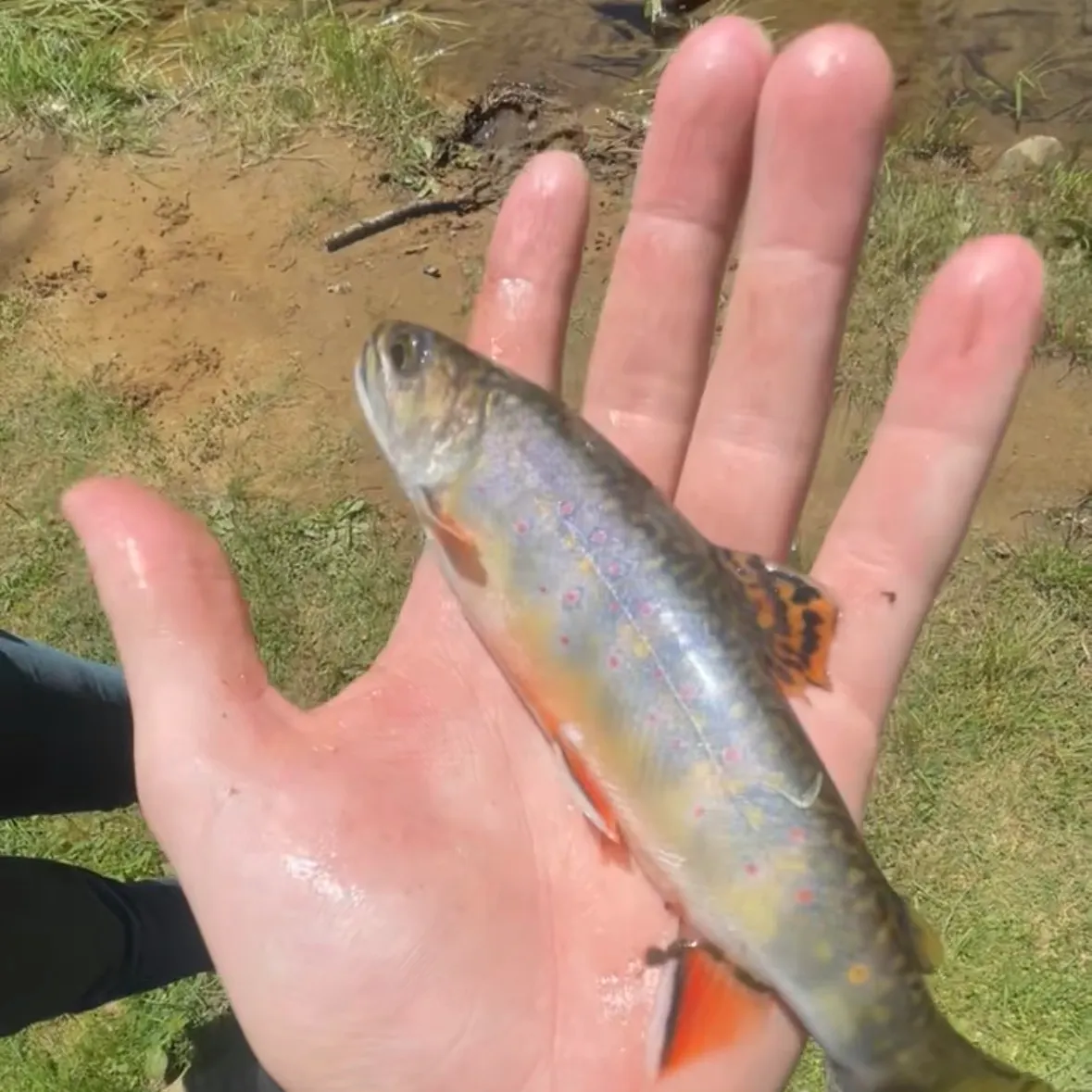Brook trout caught on Fishbrain